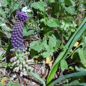 Photographie n°113626 du taxon Muscari comosum (L.) Mill. [1768]