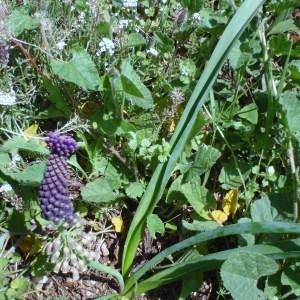 Photographie n°113627 du taxon Muscari comosum (L.) Mill. [1768]