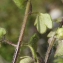  Liliane Roubaudi - Veronica hederifolia subsp. triloba (Opiz) Celak. [1871]