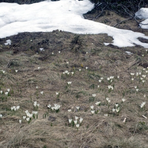 Photographie n°113644 du taxon Crocus vernus (L.) Hill [1765]