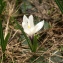  Liliane Roubaudi - Crocus vernus (L.) Hill [1765]