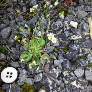 Photographie n°113656 du taxon Erophila verna (L.) Chevall. [1827]