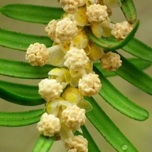 Taxus vulgaris Borkh. (If)