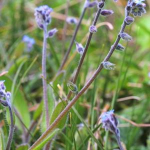  - Myosotis ramosissima subsp. ramosissima