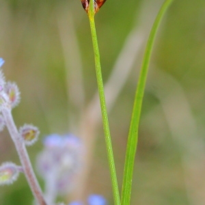 Photographie n°113673 du taxon Carex divisa Huds.