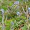  Marie  Portas - Myosotis ramosissima subsp. ramosissima