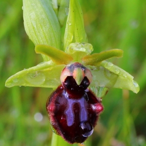 Ophrys aranifera subsp. atrata (Lindl.) Arcang. (Ophrys noirâtre)