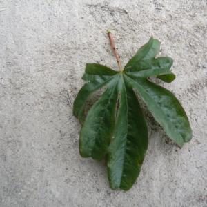 Photographie n°113732 du taxon Passiflora caerulea L. [1753]