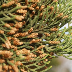 Cupressus sempervirens f. horizontalis (Mill.) Voss (Cyprès d'Italie)