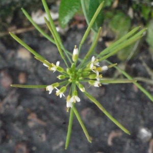 Photographie n°113752 du taxon Arabidopsis thaliana (L.) Heynh.