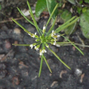 Photographie n°113753 du taxon Arabidopsis thaliana (L.) Heynh.