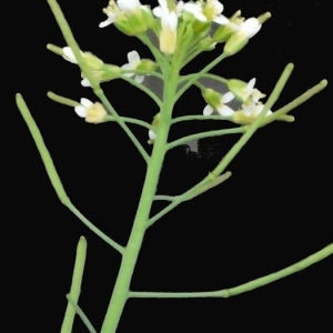 Photographie n°113755 du taxon Arabidopsis thaliana (L.) Heynh.