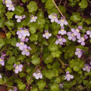 Photographie n°113759 du taxon Cymbalaria muralis f. muralis