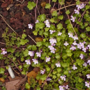 Photographie n°113760 du taxon Cymbalaria muralis f. muralis