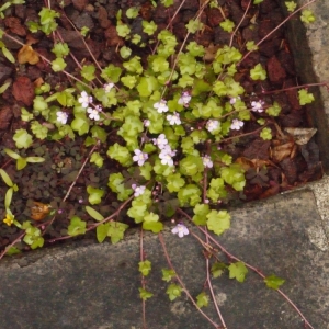 Photographie n°113762 du taxon Cymbalaria muralis f. muralis