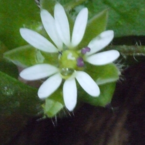 Photographie n°113793 du taxon Stellaria media (L.) Vill.