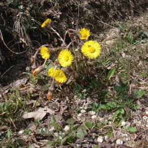 Photographie n°113808 du taxon Tussilago farfara L. [1753]