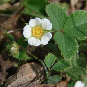 Photographie n°113815 du taxon Potentilla sterilis (L.) Garcke [1856]