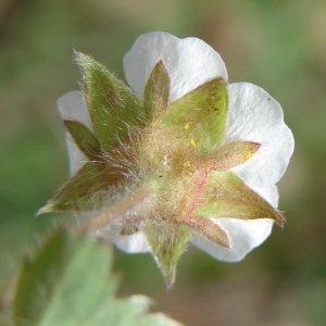 Photographie n°113821 du taxon Potentilla sterilis (L.) Garcke [1856]