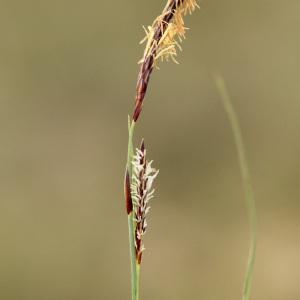 Photographie n°113844 du taxon Carex flacca Schreb. [1771]