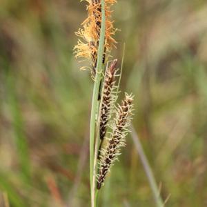 Trasus glaucus (Scop.) Gray (Laiche flasque)