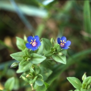 Photographie n°113866 du taxon Lysimachia arvensis (L.) U.Manns & Anderb.