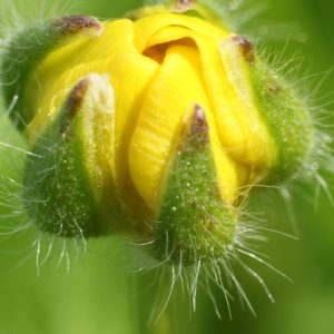 Photographie n°113869 du taxon Ranunculus bulbosus L. [1753]