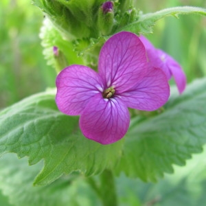 Photographie n°113897 du taxon Lunaria annua L. [1753]