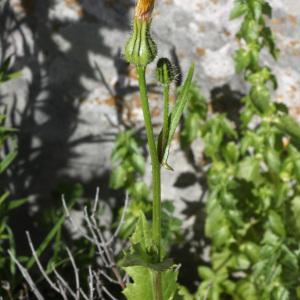 Photographie n°113907 du taxon Urospermum picroides (L.) Scop. ex F.W.Schmidt [1795]