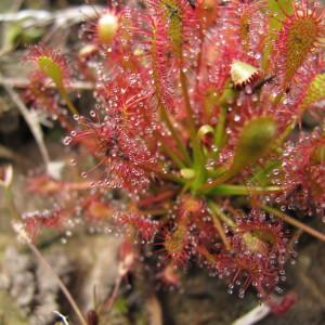 Photographie n°113944 du taxon Drosera intermedia Hayne [1798]