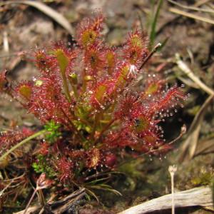 Photographie n°113946 du taxon Drosera intermedia Hayne [1798]