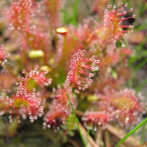 Photographie n°113947 du taxon Drosera intermedia Hayne [1798]