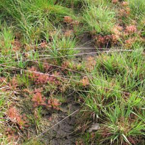 Photographie n°113948 du taxon Drosera intermedia Hayne [1798]