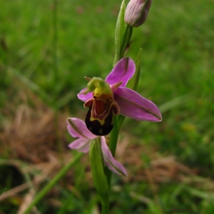 Photographie n°113958 du taxon Ophrys apifera Huds. [1762]