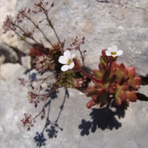 Photographie n°113965 du taxon Saxifraga tridactylites L. [1753]