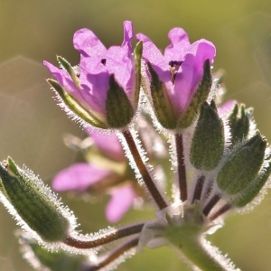 Photographie n°113967 du taxon Erodium moschatum (L.) L'Hér. [1789]