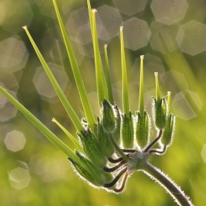 Photographie n°113968 du taxon Erodium moschatum (L.) L'Hér. [1789]