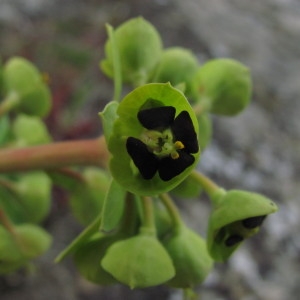 Photographie n°113969 du taxon Euphorbia characias L. [1753]