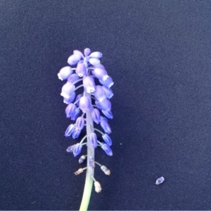 Photographie n°113982 du taxon Muscari neglectum Guss. ex Ten. [1842]