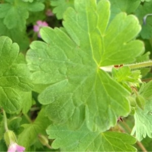 Photographie n°113991 du taxon Geranium rotundifolium L.