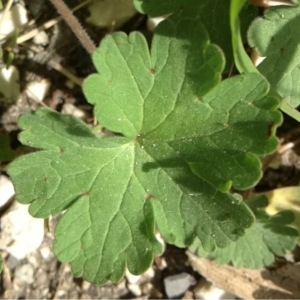 Photographie n°114009 du taxon Geranium rotundifolium L.