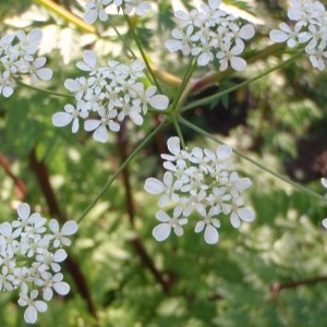 Photographie n°114011 du taxon Anthriscus sylvestris (L.) Hoffm. [1814]