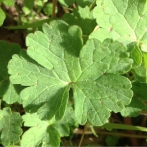 Photographie n°114012 du taxon Geranium rotundifolium L.