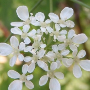 Photographie n°114013 du taxon Anthriscus sylvestris (L.) Hoffm. [1814]
