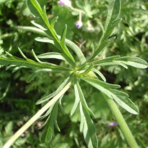  - Geranium tuberosum L. [1753]