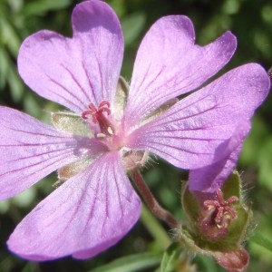 Robertium tuberosum (L.) Picard (Géranium tubéreux)