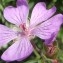  Genevieve Botti - Geranium tuberosum L. [1753]