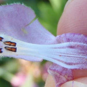 Photographie n°114033 du taxon Lamium maculatum (L.) L. [1763]