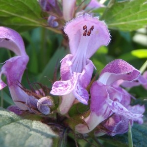 Photographie n°114036 du taxon Lamium maculatum (L.) L. [1763]