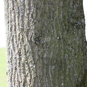 Photographie n°114079 du taxon Quercus robur L. [1753]